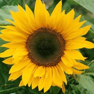 AGES 11-16 WORKSHOP!  Upcycled T-Shirt Sunflowers!  Wed 5 Aug  2-3.30pm